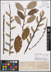 Foto von Salix caprea L. x Salix daphnoides Vill.